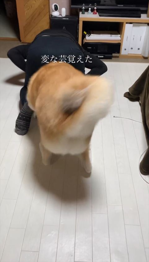 飼い主の股に入ろうとするワンコ