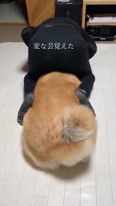 合体するワンコと飼い主上から