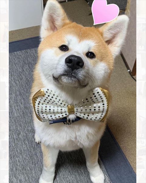 リボンつけてるワンコ