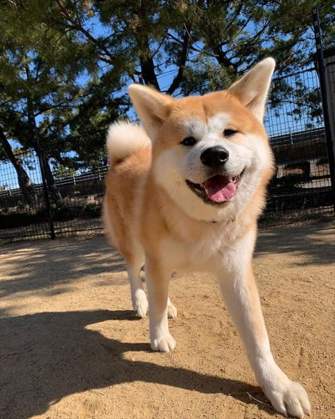 屋外で笑顔の金太郎くん