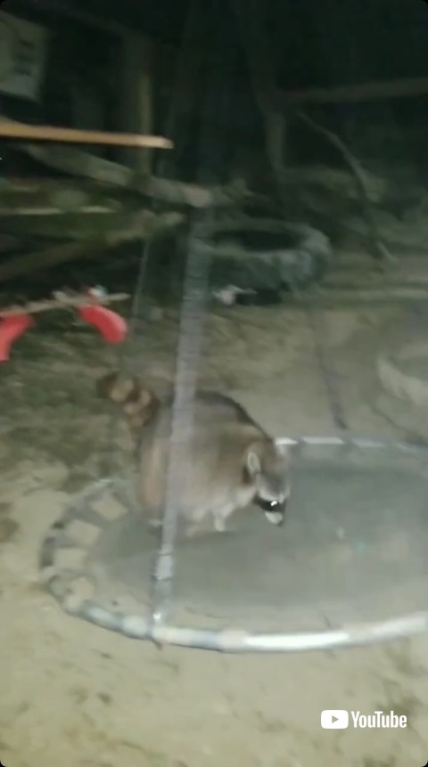 遊具に乗るアライグマ