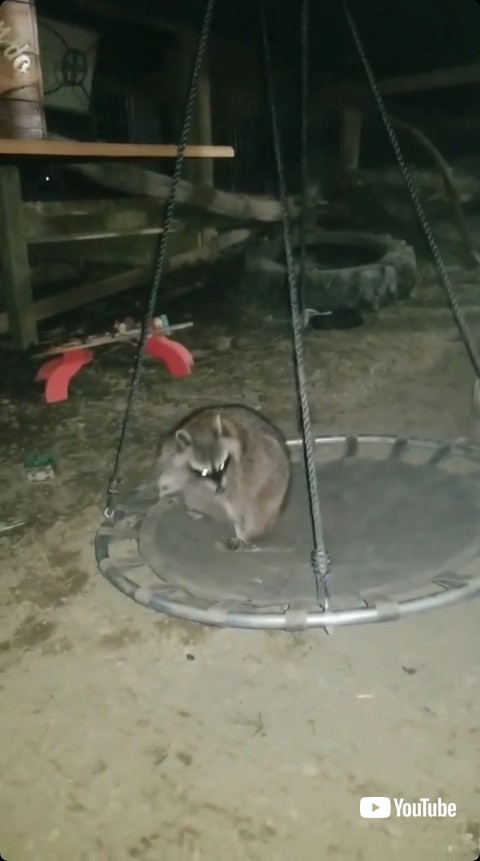 遊具にうまく乗るアライグマ