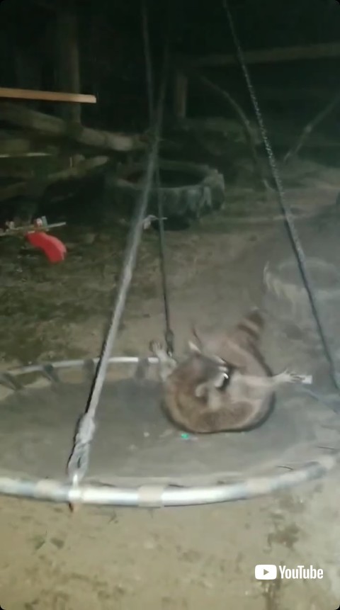 勢い余って転がるアライグマ