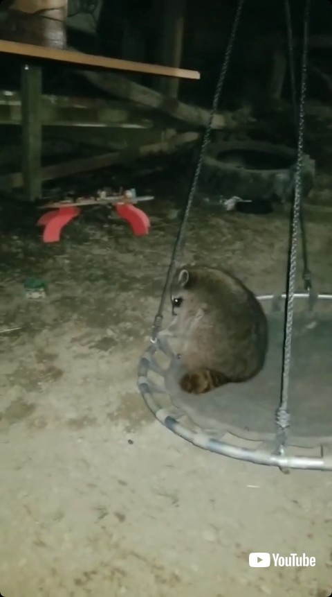 再度乗るアライグマ