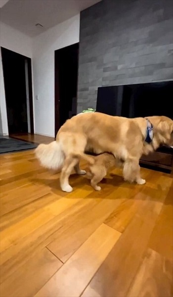 子犬に負けてあげる先住犬