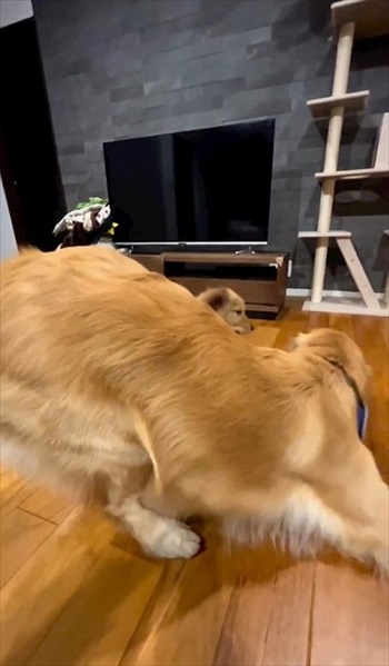 子犬に負けてあげる先住犬