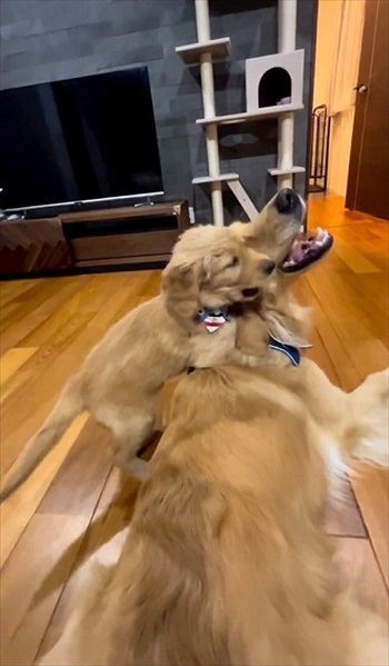 子犬に負けてあげる先住犬