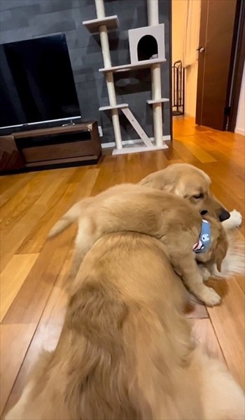 子犬に負けてあげる先住犬