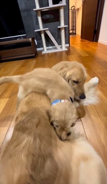 子犬に負けてあげる先住犬