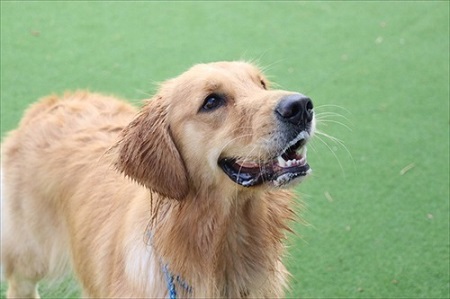 子犬に負けてあげる先住犬