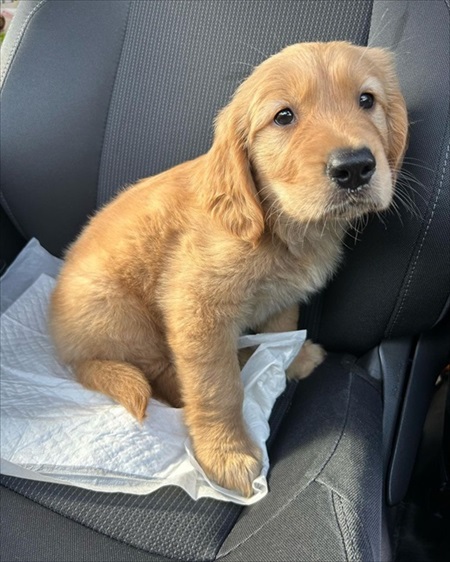 子犬に負けてあげる先住犬