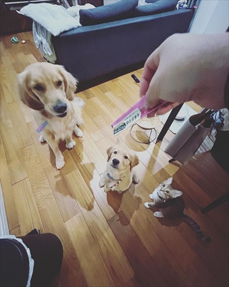 子犬に負けてあげる先住犬