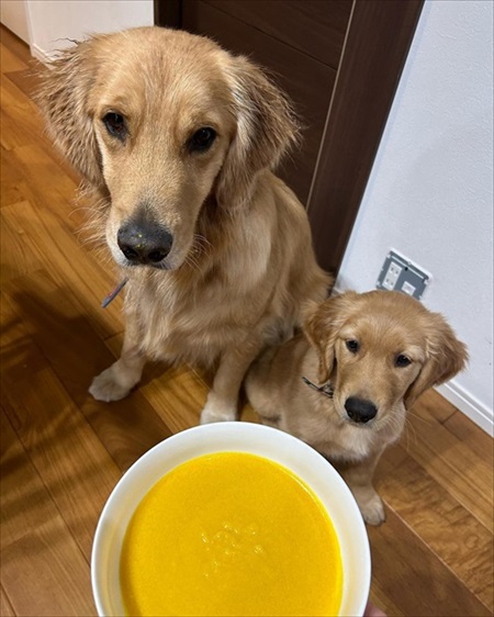 子犬に負けてあげる先住犬