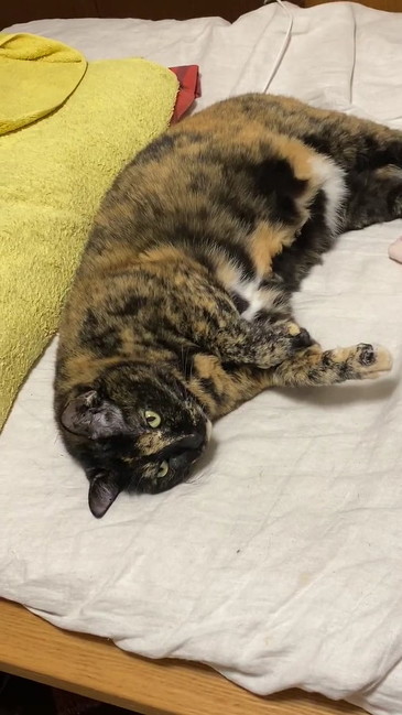 ムチムチになった猫