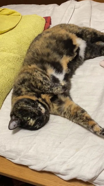 ムチムチになった猫