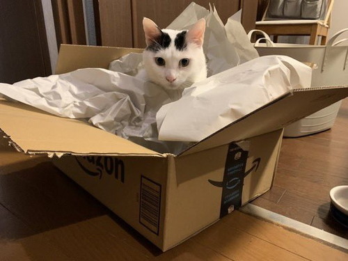 段ボール箱に入る猫