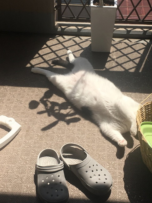 人懐っこい白猫