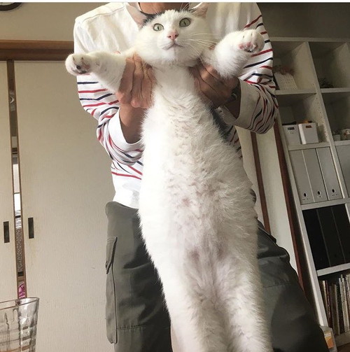 ムチムチの猫