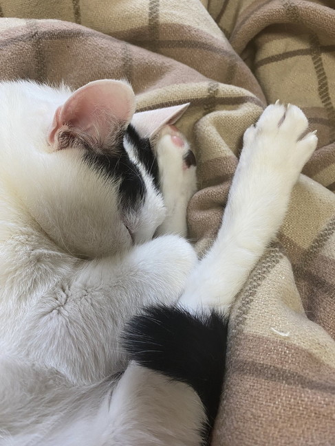 お母さん大好きな猫