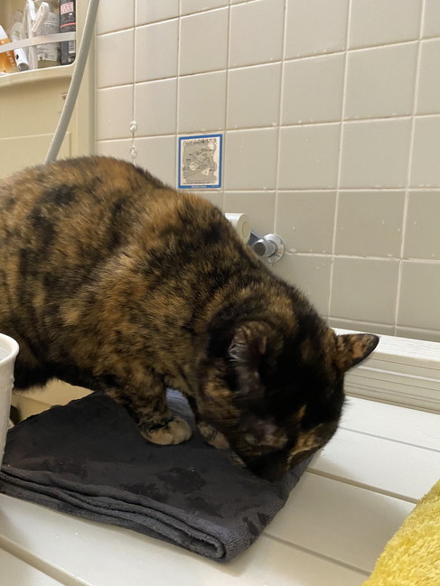 お風呂番する猫