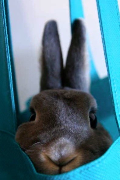 バッグに入っていおるレインくん