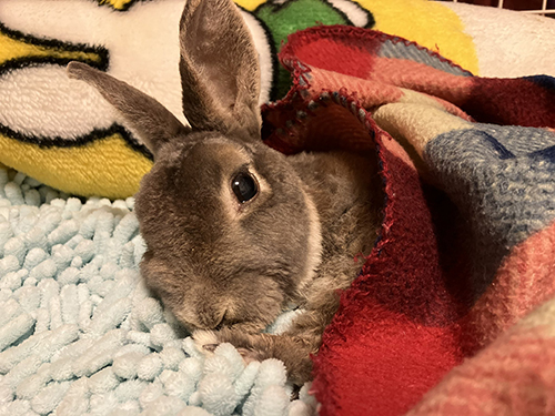 お布団レインくん