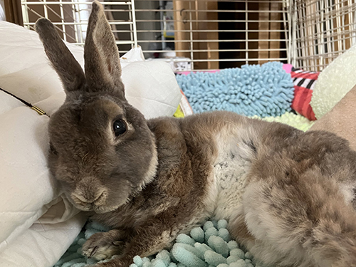 みかん待ちレインくん