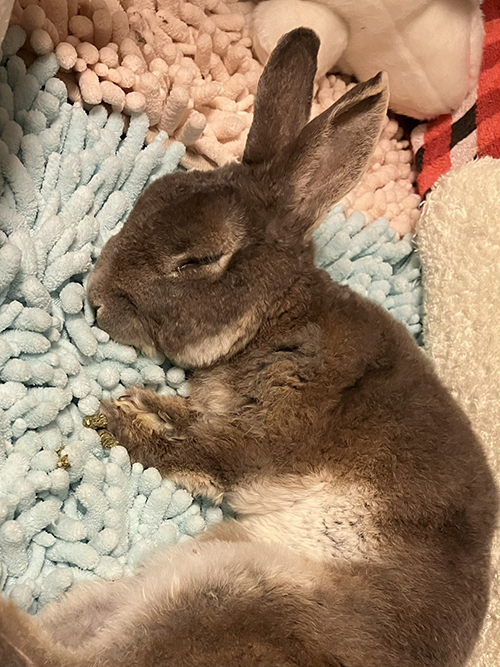 ふわふわマットで眠るレインくん