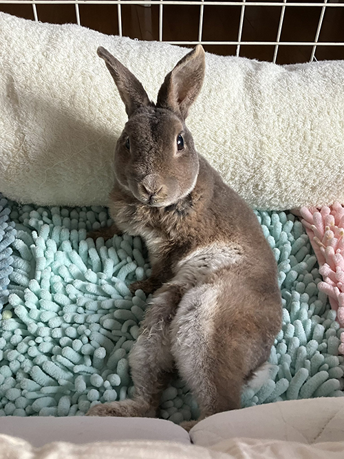 上を見るレインくん