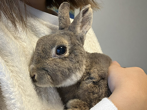 お姉ちゃんとレインくん