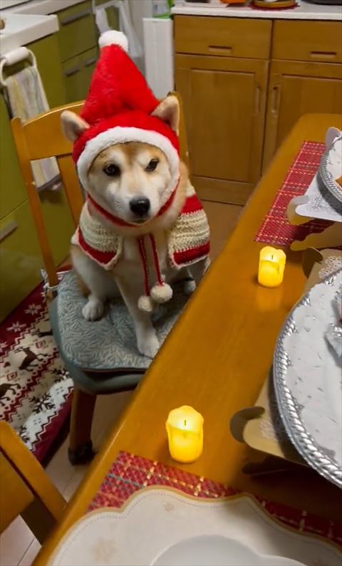 横目でテーブル見てるワンコ