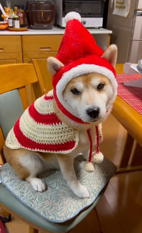 カメラ目線ワンコアップ