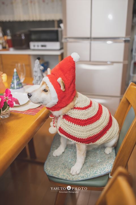 サンタ風ワンコ横から
