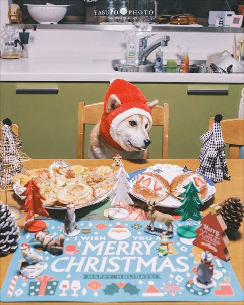 テーブルながめるワンコ正面