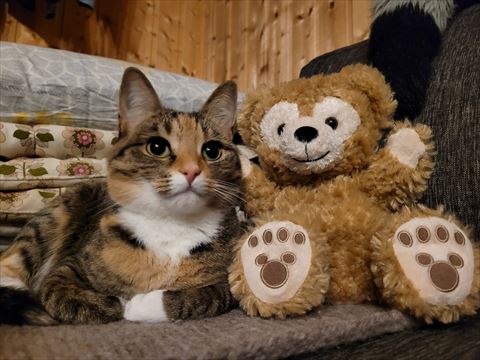 ぬいぐるみと猫