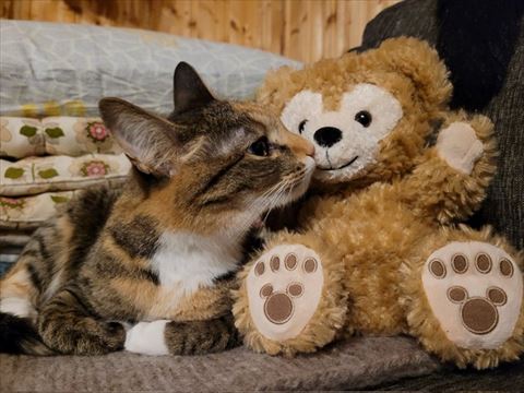 ぬいぐるみの匂いかいでる猫