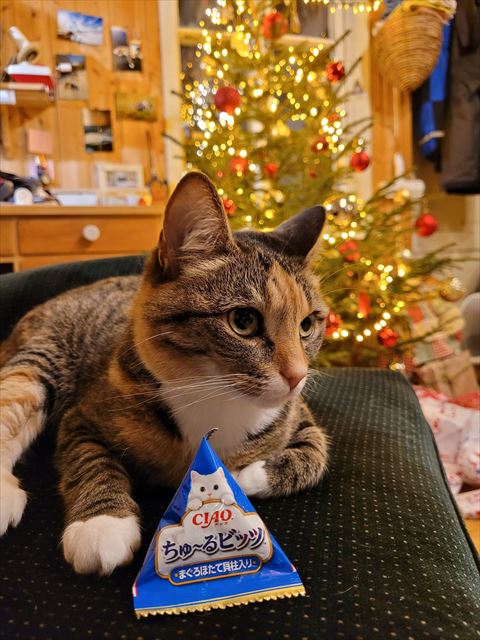 チュールビッツと猫