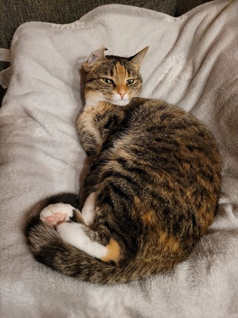 片耳めくれてる猫