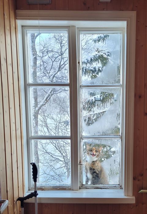 窓の外側猫ちゃん