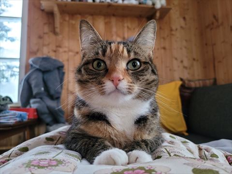 飼い主の上でくつろぐ猫