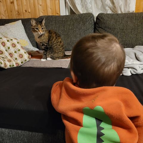 赤ちゃんと見つめ合う猫ちゃん