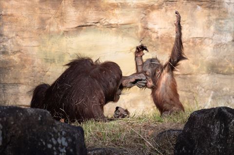 殴られるオランウータンの子ども