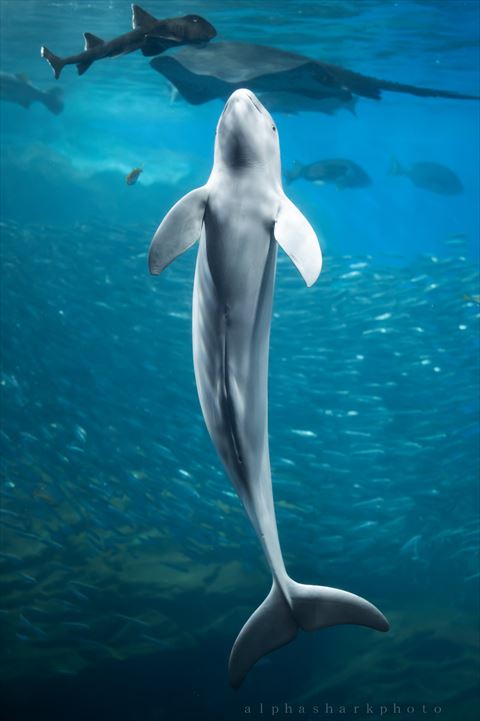 人魚みたいなスナメリ