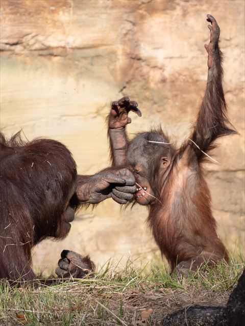 オランウータン子どもアップ