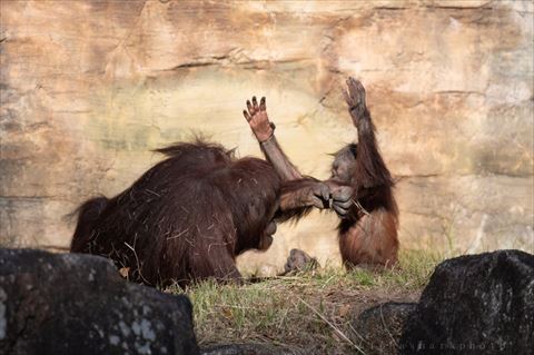 グーパンチ後の写真