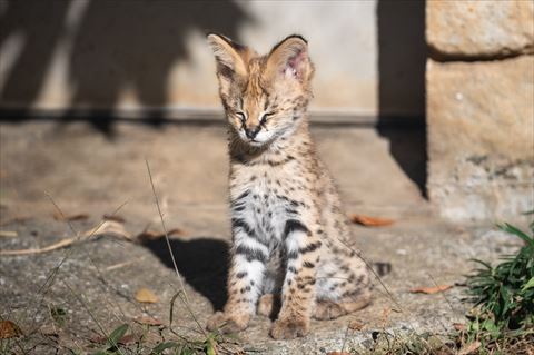 ヒョウの子どものような動物が眠そう