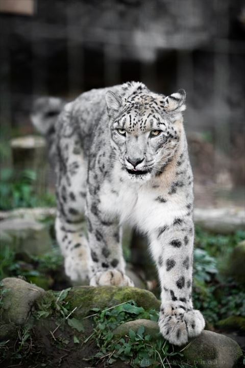 歩いてるユキヒョウ