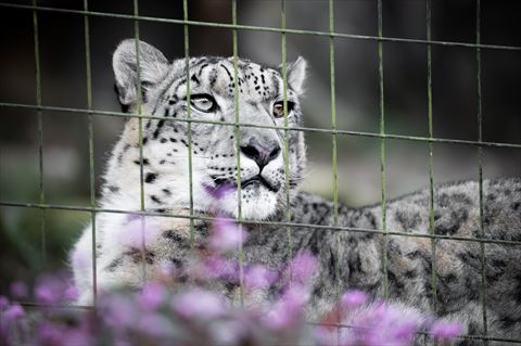 柵越しに外見るユキヒョウ