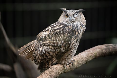 ウィンクしてるフクロウ