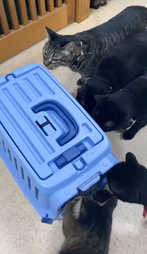 ケースに集まる猫たち